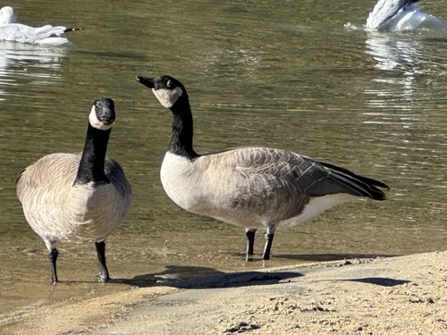 Canada Goose