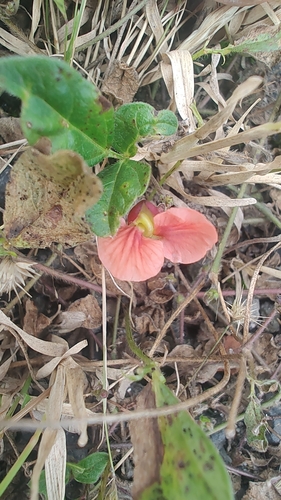 Macroptilium gibbosifolium, 2026-10-11