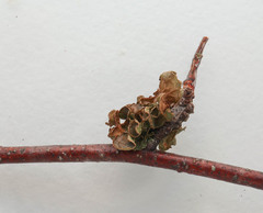 Tuckermanopsis sepincola