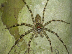 Heteropodinae