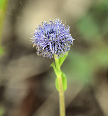 Globularia