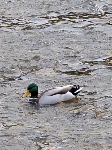 Mallard