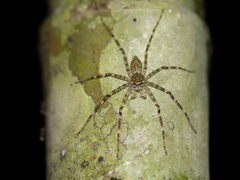 Heteropodinae