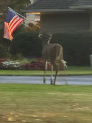 White-tailed Deer