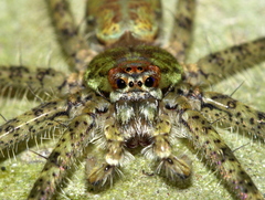 Heteropodinae