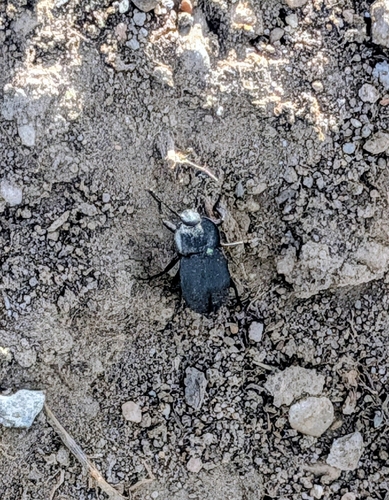 Embaphion contusum
