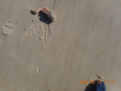 Urophycis brasiliensis