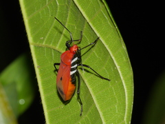 Dindymus rubiginosus