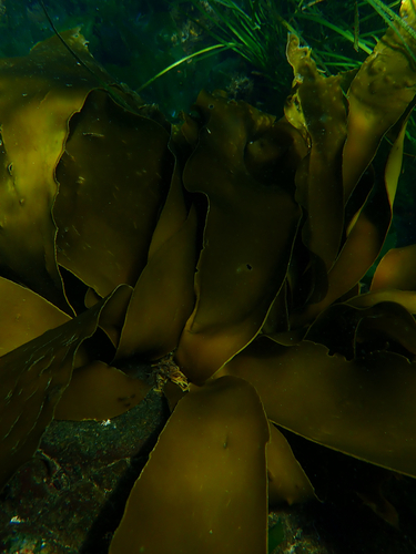 Hedophyllum sessile observed 2026-10-12