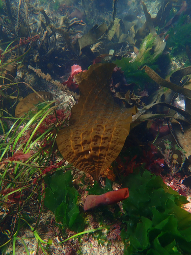 Costaria costata observed 2026-10-12