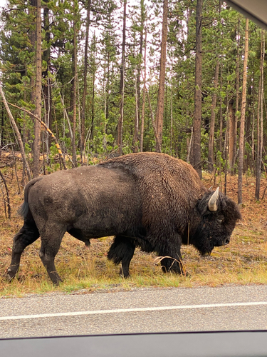 Bison photographed at Yellowstone National Park, WY, US