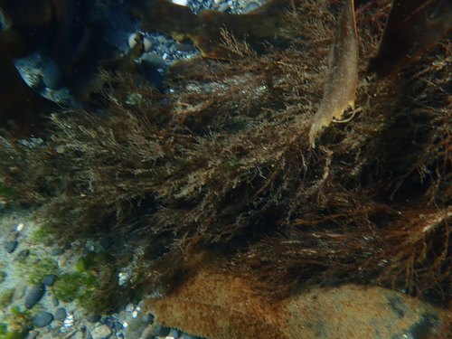 Desmarestia aculeata observed 2026-10-12
