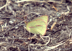 Colias dimera