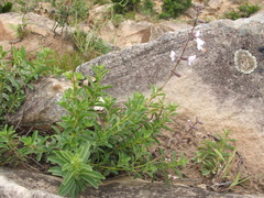 Syncolostemon