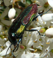 Selagis caloptera