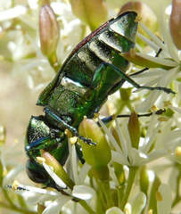 Selagis caloptera