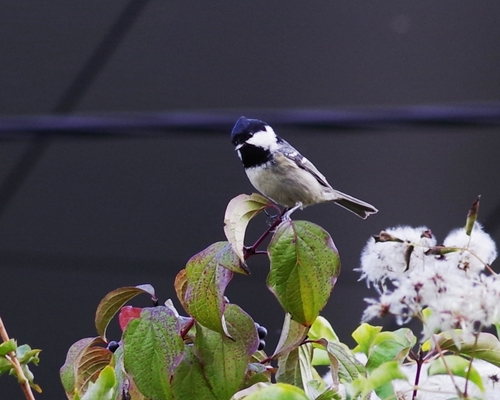 Coal Tit