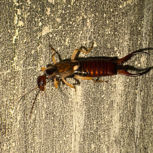 European Earwig