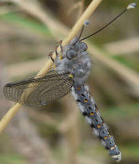 Pilacmonotus sabulosus