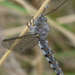 Pilacmonotus sabulosus - Photo (c) triplett, osa oikeuksista pidätetään (CC BY), uploaded by triplett
