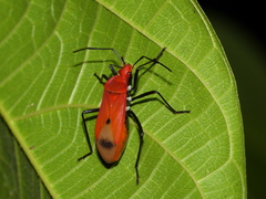 Dindymus rubiginosus