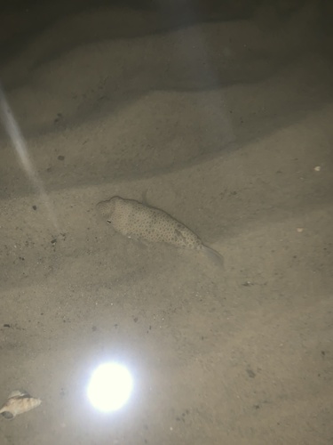 Common Toadfish