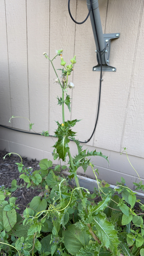 prickly sowthistle