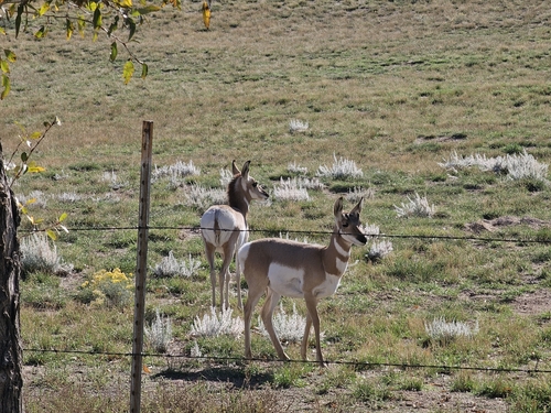 Pronghorn