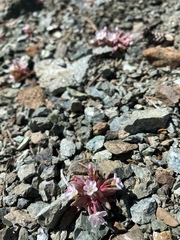 Claytonia saxosa