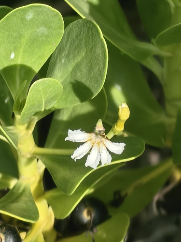 Scaevola plumieri observed 2026-10-12