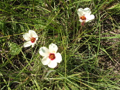 Hibiscus aethiopicus