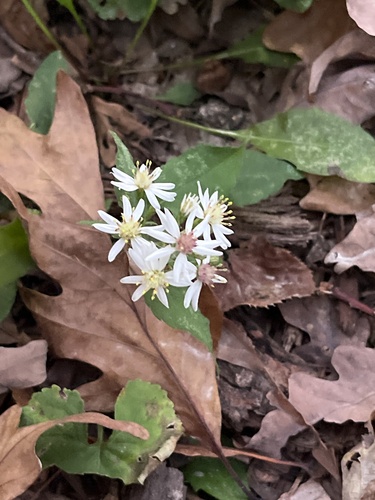 Urophyllum observed 2026-10-12