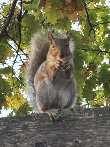 Eastern Gray Squirrel