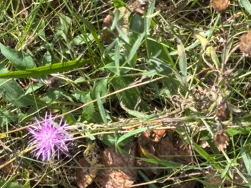 spotted knapweed