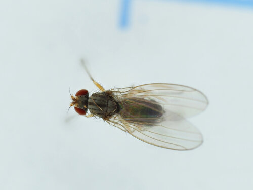 Scaptomyza pallida observed 2026-10-12