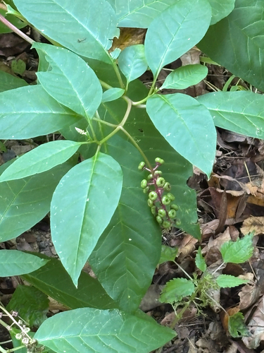 American pokeweed