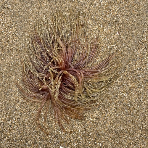 Hydra observed 2026-10-13