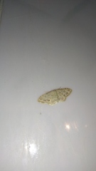 Idaea camparia