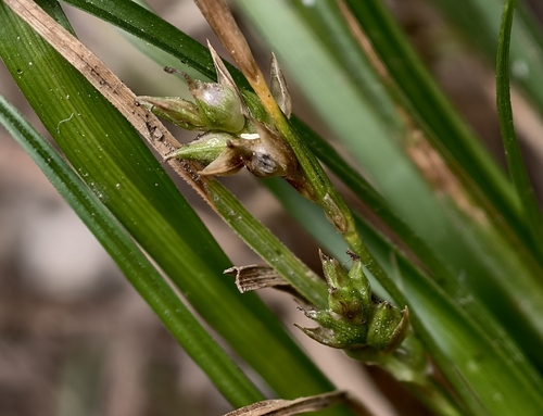Carex leucochlora observed 2026-09-28
