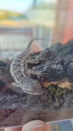 Texas Spiny Lizard