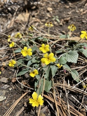 Viola purpurea integrifolia