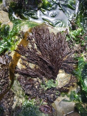 Cryptosiphonia woodii