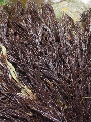 Cryptosiphonia woodii