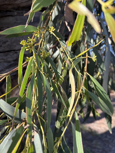Eucalyptus amygdalina observed 2026-10-07