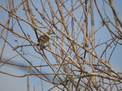 Vireo pallens