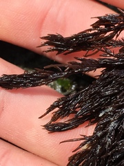 Cryptosiphonia woodii