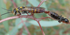 Agriomyia