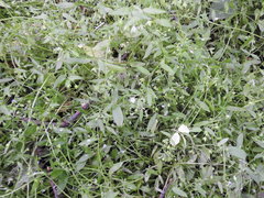 Memoremea scorpioides