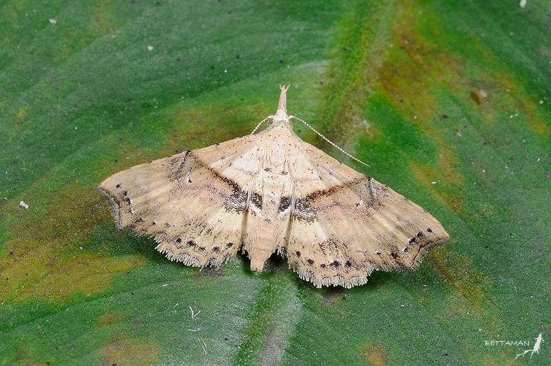 Hypenagonia