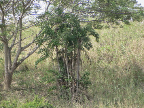 Aiphanes eggersii (Aiphanes eggersii)